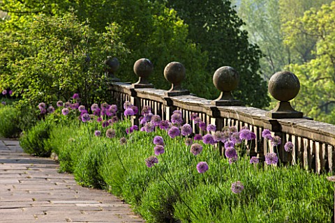 HADDON_HALL_DERBYSHIRE_ALLIUMS_GROWING_ON_THE_UPPER_TERRACE_IN_JUNE__MORNING_LIGHT