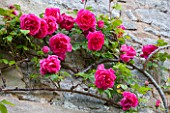 HADDON HALL, DERBYSHIRE: ROSES ON THE HALL WALL