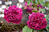 HADDON HALL, DERBYSHIRE: CLOSE UP OF ROSES