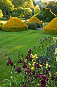 ABLINGTON MANOR  GLOUCESTERSHIRE: LAWN WITH IRIS SENLAC AND NECTAROSCORDUM - CLIPPED TOPIARY YEW AROUND STONE SUNDIAL - CLASSIC COUNTRY GARDEN  SUMMER  JUNE  FOCAL POINT