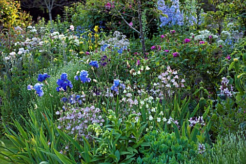 ABLINGTON_MANOR__GLOUCESTERSHIRE_BORDER_WITH_IRISES_AND_ROSES__HERBACEOUS__FLOWERS__CLASSIC_COUNTRY_