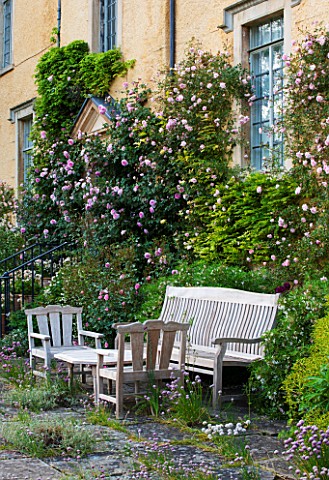 ABLINGTON_MANOR__GLOUCESTERSHIRE_CLIMBING_ROSE__ROSA_CHARLES_RENNIE_MACKINTOSH__WOODEN_TABLE_AND_CHA