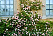 ABLINGTON MANOR  GLOUCESTERSHIRE: CLIMBING ROSE - ROSA FRANCOIS JURANVILLE - GROWING AGAINST MANOR HOUSE FRONT. CLASSIC COUNTRY GARDEN  JUNE  SUMMER  ROMANCE  ROMANTIC  WINDOW