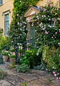 ABLINGTON MANOR  GLOUCESTERSHIRE: CLIMBING ROSE - ROSA CHARLES RENNIE MACKINTOSH - GROWING AGAINST MANOR HOUSE FRONT. CLASSIC COUNTRY GARDEN  JUNE  SUMMER  ROMANCE  ROMANTIC