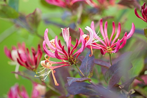 ABLINGTON_MANOR__GLOUCESTERSHIRE_CLOSE_UP_OF_THE_PINK_FLOWERS_OF_DUTCH_HONEYSUCKLE__LONICERA_PERICLY