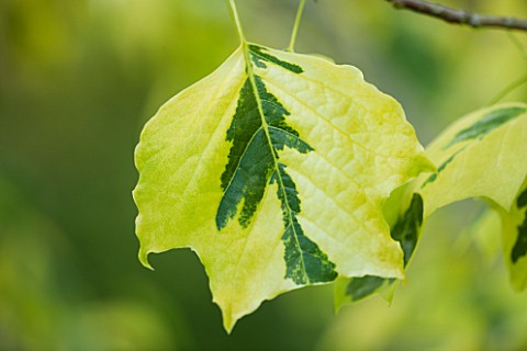 ABLINGTON_MANOR__GLOUCESTERSHIRE_CLOSE_UP_OF_THE_VARIEGATED_LEAF_OF_TULIP_TREE__LIRIODENDRON_TULIPIF