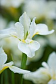 ABLINGTON MANOR  GLOUCESTERSHIRE: CLOSE UP OF THE WHITE FLOWER OF IRIS SIBIRICA WHITE SWIRL   JUNE  SUMMER  FLOWER  PETAL  PERENNIAL  PURE  PURITY