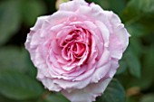 ABLINGTON MANOR  GLOUCESTERSHIRE: CLOSE UP OF THE PINK FLOWER OF ROSE - ROSA CHARLES RENNIE MACKINTOSH -  JUNE  SUMMER  FLOWER  ROMANTIC  ENGLISH  ROMANCE  FRAGRANT