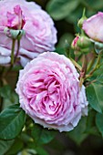 ABLINGTON MANOR  GLOUCESTERSHIRE: CLOSE UP OF THE PINK FLOWER OF ROSE - ROSA CHARLES RENNIE MACKINTOSH -  JUNE  SUMMER  FLOWER  ROMANTIC  ENGLISH  ROMANCE  FRAGRANT