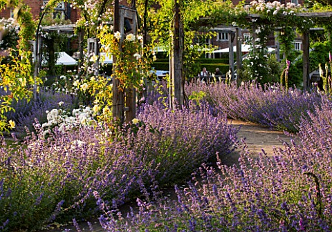 GREAT_FOSTERS_SURREY_THE_ROSE_GARDEN_IN_JUNE_CATMINT__NEPETA_FAASSENII_AND_ROSES_FORMAL_SUMMER_ENGLI