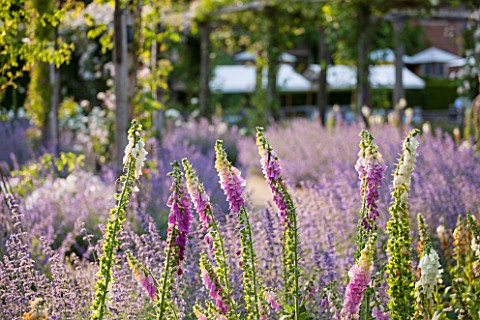 GREAT_FOSTERS_SURREY_THE_ROSE_GARDEN_IN_JUNE_CATMINT__NEPETA_FAASSENII_AND_FOXGLOVES__FORMAL_SUMMER_