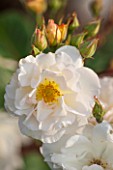 GREAT FOSTERS, SURREY: THE ROSE GARDEN IN JUNE: WHITE ROSE - ROSA MARGARET MERRIL - SHRUB, PLANT PORTRAIT, FLOWER, WHITE, CREAM