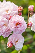 GREAT FOSTERS, SURREY: THE ROSE GARDEN IN JUNE: PINK ROSE - ROSA CORNELIA - SHRUB, PLANT PORTRAIT, FLOWER, PINK, FLOWERS, BLOOM, SUMMER, FRAGRANT