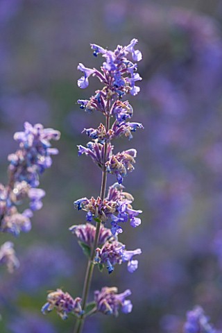 GREAT_FOSTERS_SURREY_THE_ROSE_GARDEN_IN_JUNE__PLANT_PORTRAIT_OF_PURPLE_FLOWERS_OF_CATMINT__NEPETA_FA
