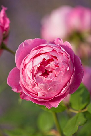 GREAT_FOSTERS_SURREY_THE_ROSE_GARDEN_IN_JUNE_CLOSE_UP_OF_SALMON__PINK_FLOWER_OF_DAVID_AUSTIN_ROSE__R