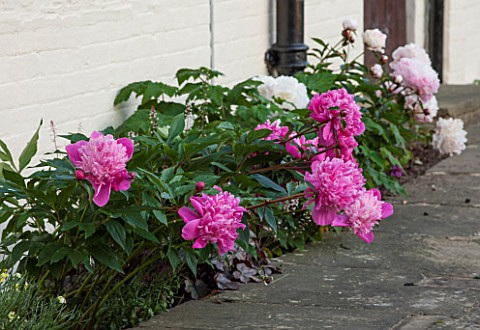 LITTLE_MYNTHURST_FARM_SURREY_PINK_PEONIES_IN_BORDER_IN_FRONT_OF_HOUSE