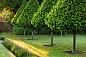 LITTLE MYNTHURST FARM, SURREY: LAWN AND CLIPPED HORNBEAMS - CARPINUS BETLUS. TOPIARY, ROW, ENGLISH, COUNTRY, GARDEN, SUMMER, SUNRISE, CONES