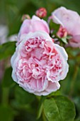 LITTLE MYNTHURST FARM, SURREY: CLOSE UP PLANT PORTRAIT OF THE PINK FLOWER OF A  ROSE - ROSA EGLANTYNE. SCENTED, FRAGRANT, SHRUBS, ROSES