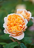 LITTLE MYNTHURST FARM, SURREY: CLOSE UP PLANT PORTRAIT OF THE ORANGE FLOWER OF A  ROSE - ROSA GOLDEN JAYNE AUSTIN. SCENTED, FRAGRANT, SHRUBS, ROSES