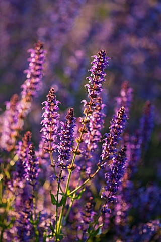 PRIVATE_GARDEN_GLOUCESTERSHIRE__DESIGNER_ANGEL_COLLINS_CLOSE_UP_OF_FLOWERS_OF_SALVIA_X_SYLVESTRIS_MA