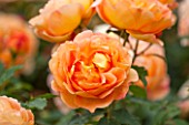 RHS GARDEN, WISLEY, SURREY:  CLOSE UP OF ORANGE DAVID AUSTIN ROSE - ROSA LADY OF SHALLOT - AUSNYSON - CLOSE UP, SCENT, SCENTED, FRAGRANT, FLOWER, PLANT PORTRAIT