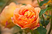 RHS GARDEN, WISLEY, SURREY:  CLOSE UP OF ORANGE DAVID AUSTIN ROSE - ROSA LADY OF SHALLOT - AUSNYSON - CLOSE UP, SCENT, SCENTED, FRAGRANT, FLOWER, PLANT PORTRAIT