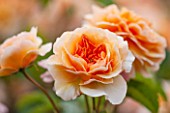 RHS GARDEN, WISLEY, SURREY:  CLOSE UP OF APRICOT DAVID AUSTIN ROSE - ROSA PORT SUNLIGHT - AUSLOFTY - STANDARD, TREE ROSE, SCENT, SCENTED, FRAGRANT, FLOWER, PLANT PORTRAIT