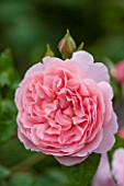 RHS GARDEN, WISLEY, SURREY:  CLOSE UP OF PINK DAVID AUSTIN ROSE - ROSA STRAWBERRY HILL - AUSRIMINI - SCENT, SCENTED, FRAGRANT, FLOWER, PLANT PORTRAIT