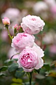 RHS GARDEN, WISLEY, SURREY:  CLOSE UP OF PINK DAVID AUSTIN ROSE - ROSA SCEPTERD ISLE - AUSLAND - SCENT, SCENTED, FRAGRANT, FLOWER, PLANT PORTRAIT