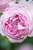 RHS GARDEN, WISLEY, SURREY:  CLOSE UP OF PINK DAVID AUSTIN ROSE - ROSA SCEPTERD ISLE - AUSLAND - SCENT, SCENTED, FRAGRANT, FLOWER, PLANT PORTRAIT