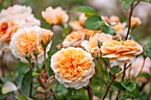 RHS GARDEN, WISLEY, SURREY:  CLOSE UP OF APRICOT DAVID AUSTIN ROSE - ROSA PORT SUNLIGHT - AUSLOFTY  - SCENT, SCENTED, FRAGRANT, FLOWER, PLANT PORTRAIT