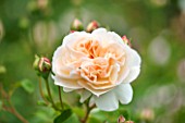 RHS GARDEN, WISLEY, SURREY:  CLOSE UP OF APRICOT DAVID AUSTIN ROSE - ROSA PORT SUNLIGHT - AUSLOFTY  - SCENT, SCENTED, FRAGRANT, FLOWER, PLANT PORTRAIT