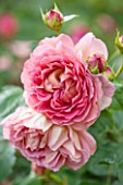 RHS GARDEN, WISLEY, SURREY:  CLOSE UP OF SALMON PINK DAVID AUSTIN ROSE - ROSA JUBILEE CELEBRATION - AUSHUNTER. SCENT, SCENTED, FRAGRANT, FLOWER, PLANT PORTRAIT