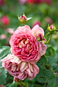 RHS GARDEN, WISLEY, SURREY:  CLOSE UP OF SALMON PINK DAVID AUSTIN ROSE - ROSA JUBILEE CELEBRATION - AUSHUNTER. SCENT, SCENTED, FRAGRANT, FLOWER, PLANT PORTRAIT