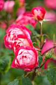 RHS GARDEN, WISLEY, SURREY:  CLOSE UP OF RED / ORANGE DAVID AUSTIN ROSE - ROSA BENJAMIN BRITTEN - AUSENCART - SCENT, SCENTED, FRAGRANT, FLOWER, PLANT PORTRAIT