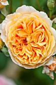 RHS GARDEN, WISLEY, SURREY:  CLOSE UP OF APRICOT / ORANGE DAVID AUSTIN ROSE - ROSA PRINCESS MARGARETA - AUSWINTER - SCENT, SCENTED, FRAGRANT, FLOWER, PLANT PORTRAIT