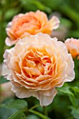 RHS GARDEN, WISLEY, SURREY:  CLOSE UP OF APRICOT DAVID AUSTIN ROSE - ROSA GRACE - AUSKEPPY - SCENT, SCENTED, FRAGRANT, FLOWER, PLANT PORTRAIT