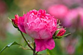 RHS GARDEN, WISLEY, SURREY:  CLOSE UP OF RED / ORANGE DAVID AUSTIN ROSE - ROSA BENJAMIN BRITTEN AUSENCART - SCENT, SCENTED, FRAGRANT, FLOWER, PLANT PORTRAIT