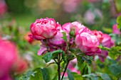 RHS GARDEN, WISLEY, SURREY:  CLOSE UP OF RED / ORANGE DAVID AUSTIN ROSE - ROSA BENJAMIN BRITTEN AUSENCART - SCENT, SCENTED, FRAGRANT, FLOWER, PLANT PORTRAIT