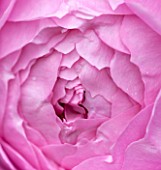 RHS GARDEN, WISLEY, SURREY:  CLOSE UP OF PINK DAVID AUSTIN ROSE - ROSA ALAN TITCHMARSH - SCENT, SCENTED, FRAGRANT, FLOWER, PLANT PORTRAIT