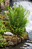 OLD NETLEY MILL, SHERE, SURREY: FERN GROWING RIGHT BESIDE THE WEIR - WATER, STREAM