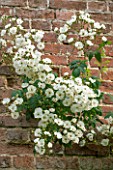OLD NETLEY MILL, SHERE, SURREY: LARGE BRICK WALL COVERED WITH CREAMY WHITE CLIMBING / RAMBLING  ROSE RAMBLING RECTOR