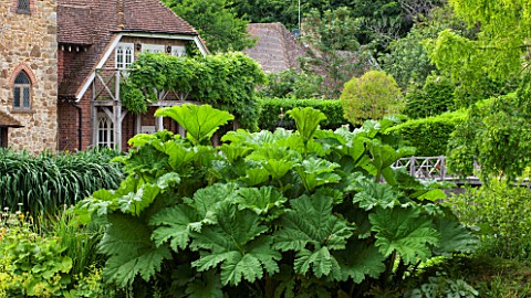 OLD_NETLEY_MILL_SHERE_SURREY_GIANT_GUNNERA__GUNNERA_MANICATA_IN_FRONT_OF_THE_MILL_GARDEN__SHADE_SHAD