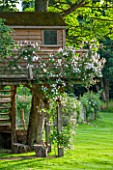 OLD NETLEY MILL, SHERE, SURREY: WOODEN TREE HOUSE BY ALAN LAWRENCE WITH CLIMBING ROSE - ROSA PAULS HIMALAYAN MUSK. RAMBLER, CLIMBER. GARDEN, SUMMER, JUNE