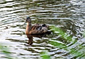 OLD NETLEY MILL, SHERE, SURREY: A DUCK IN THE LAKE