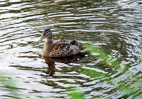 OLD_NETLEY_MILL_SHERE_SURREY_A_DUCK_IN_THE_LAKE