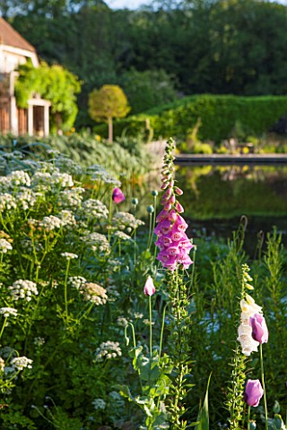 OLD_NETLEY_MILL_SHERE_SURREY_FOXGLOVES_FLOWERING_BESIDE_THE_LAKE_WITH_THE_MILL_IN_THE_BACKGROUND__GA
