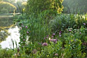 OLD NETLEY MILL, SHERE, SURREY: OPIUM POPPIES AND ALLIUMS  FLOWERING BESIDE THE LAKE IN EARLY MORNING  - GARDEN, FLOWER, JUNE, SUMMER