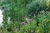 OLD NETLEY MILL, SHERE, SURREY: OPIUM POPPIES AND ALLIUMS  FLOWERING BESIDE THE LAKE IN EARLY MORNING  - GARDEN, FLOWER, JUNE, SUMMER