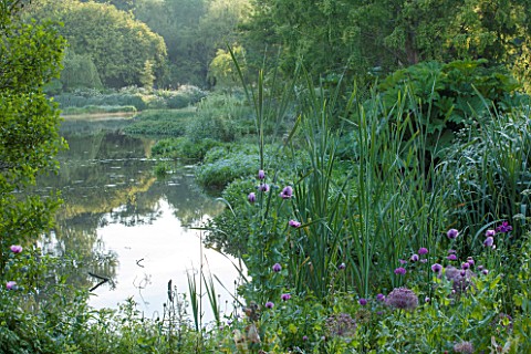 OLD_NETLEY_MILL_SHERE_SURREY_OPIUM_POPPIES_AND_ALLIUMS__FLOWERING_BESIDE_THE_LAKE_IN_EARLY_MORNING__